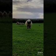Sheep Jump Sheep Happy Fun Funnyvideos Funny
