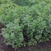 КАК ВЫРАСТИТЬ БОБЫ How To Grow BEANS