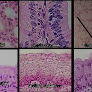 Identifying Epithelium Review And Practice Questions