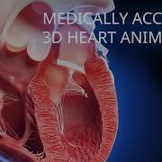 Medically Accurate Heart 3d Animation