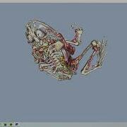 VTK Python Example FrogReconstruction Fig12 9b