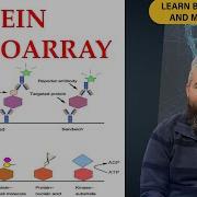 Protein Microarray Part 2 Types Of Protein Microarray Applications And Challenges