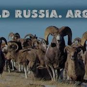 Аргали Алтайский горный баран самый крупный баран в мире Argali Altai Republic Siberia