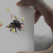 Pinning A GIANT Bee