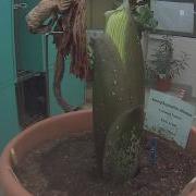 Titan Arum Time Lapse July 1 9 2010