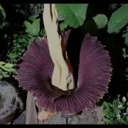Corpse Flower Blooming Time Lapse At NC State