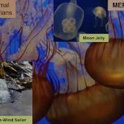 Marine Productivity Plankton