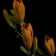 TF127 Time Lapse Flower FREE FOOTAGE