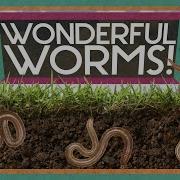 Worms Are Wonderful Amazing Animals Backyard Science SciShow Kids
