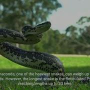 Snakes Fascinating Facts About Snakes By 1 Minute Knowledge