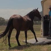 How To Help A Horse Load On A Float Or Trailer Safely