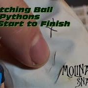 Hatching Ball Pythons From Start To Finish
