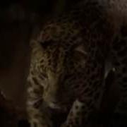 Sheena Leopard Demorph HQ