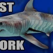 The Strongest Shark In Depth