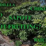 Sapodilla Chikoo NOT Fruiting Watch This