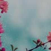Spring Background Loop Pink Cherry Blossoms