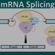 Splicing Mechanism And Its Importance Overview How Does Splicing Happen Molbio