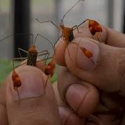 Study Suggests That Matador Bugs Flag Waving Behavior Is Probably Not For Sex