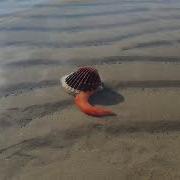 What Lives Inside Seashells Clam Opens Mouth Clam Walking
