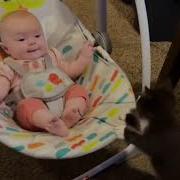 CATS Totally Bonkers And Unpredictable Smart