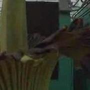 Gustavus Corpse Flower Titan Arum Blooming May 12 14 Cam 1
