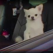 Truman0K смотрит Dank WebM Compilation 49 26 02 2018 г