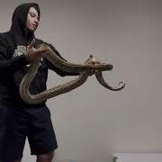 African Rock Pythons 100 Het Patternless