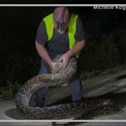 Snake Trapper Catches 17 Foot Burmese Python In Florida Everglades