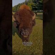 Bison Vs Buffalo Animals Coolanimals Animalfacts