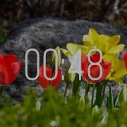 48 Second Timer With Music Spring Timer