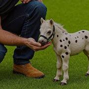18 Cutest Mini Horse Breeds You Can Actually Own As Pets