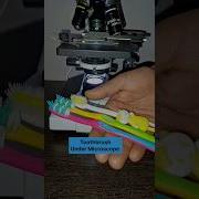 Toothbrush Under The Microscope Microscopeview Toothbrush Bacteria Observation Trending