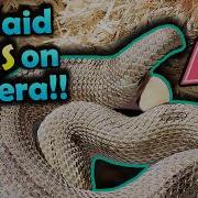 Our Hognose Laid Eggs RIght In Front Of Us