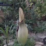 Greater Des Moines Botanical Garden Corpse Flower Timelapse