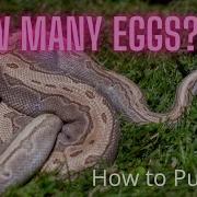 Pulling A Clutch Of Ball Python Eggs