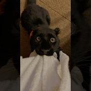 They Are Just Bigger Cats Cat Cats Fyp Funny