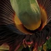 Conservatory Live Terra The Titan Bloom Night
