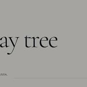 Splay Tree
