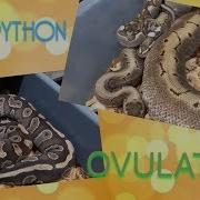 What A BALL PYTHON OVULATION Looks Like