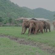 Elephants Run To Greeting A New Rescued Baby Elephant ElephantNews