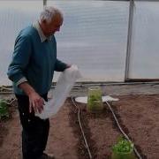 Giant Veg Giant Celery