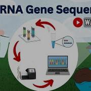 16S RRNA Sequencing Microbial Identification And Classification With 16S RRNA Molecular Biology