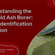Understanding The Emerald Ash Borer From Identification To Action