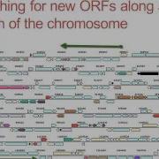 What Is Gene Annotation