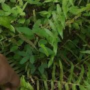 Fiddlehead Fern Picking