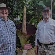 A Rare Corpse Flower Blooms At Temple Ambler