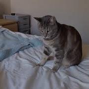 Cat Attacks Bed Sheets