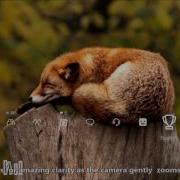 Sleepy Fox PS4 Dynamic Theme