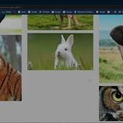 Responsive Image Grid Using CSS Flexbox Animal Gallery