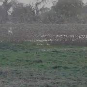 Pride Of Lions And Flock Of Red Billed Quelea